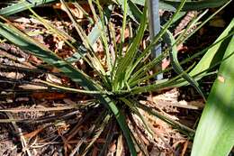 Agave geminiflora (Tagl.) Ker Gawl. resmi