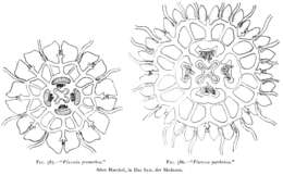 Слика од Floresca parthenia Haeckel 1880