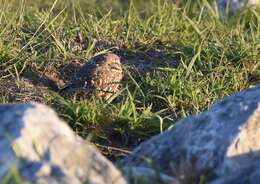 Image of Burrowing Owl