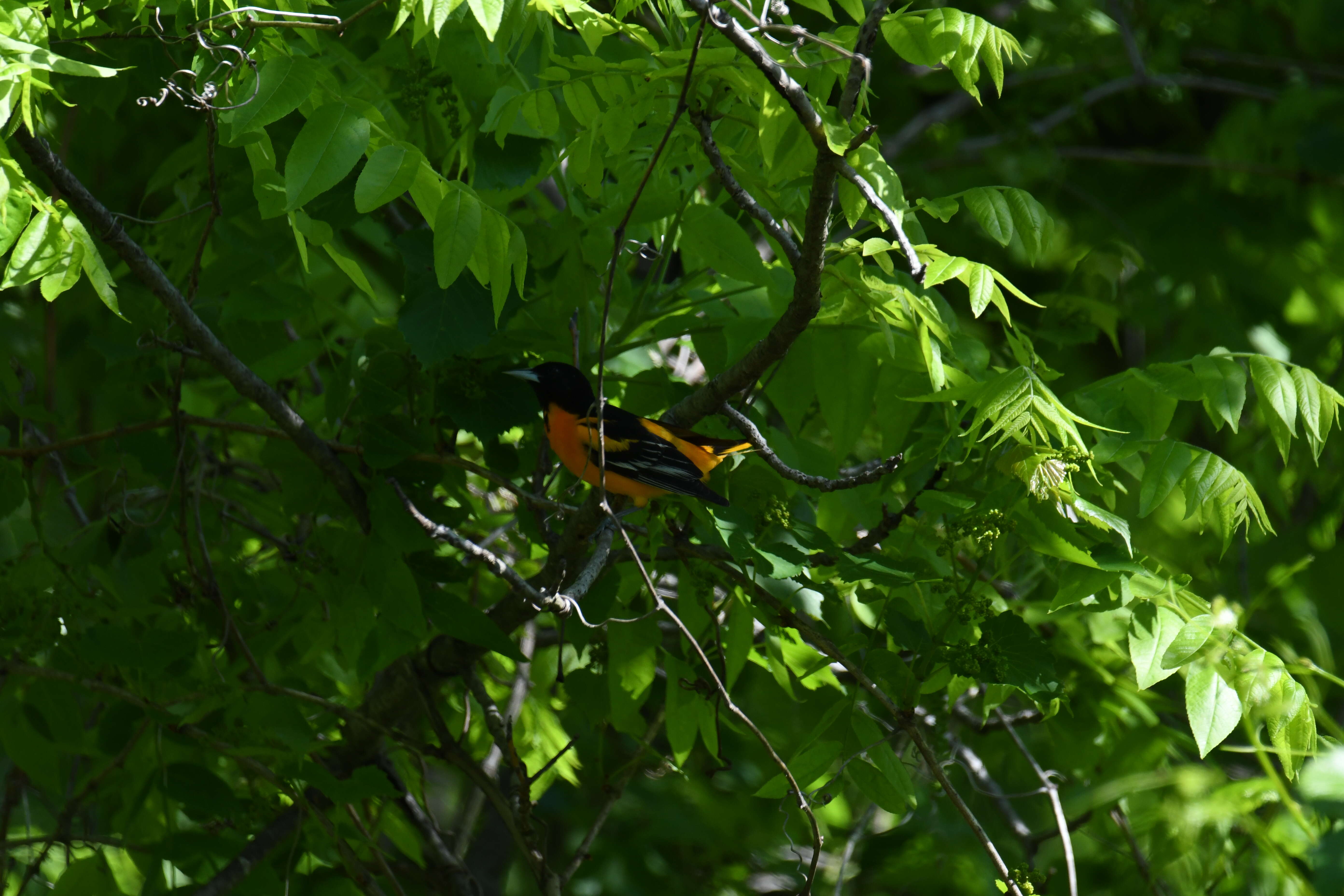 Image of Baltimore Oriole