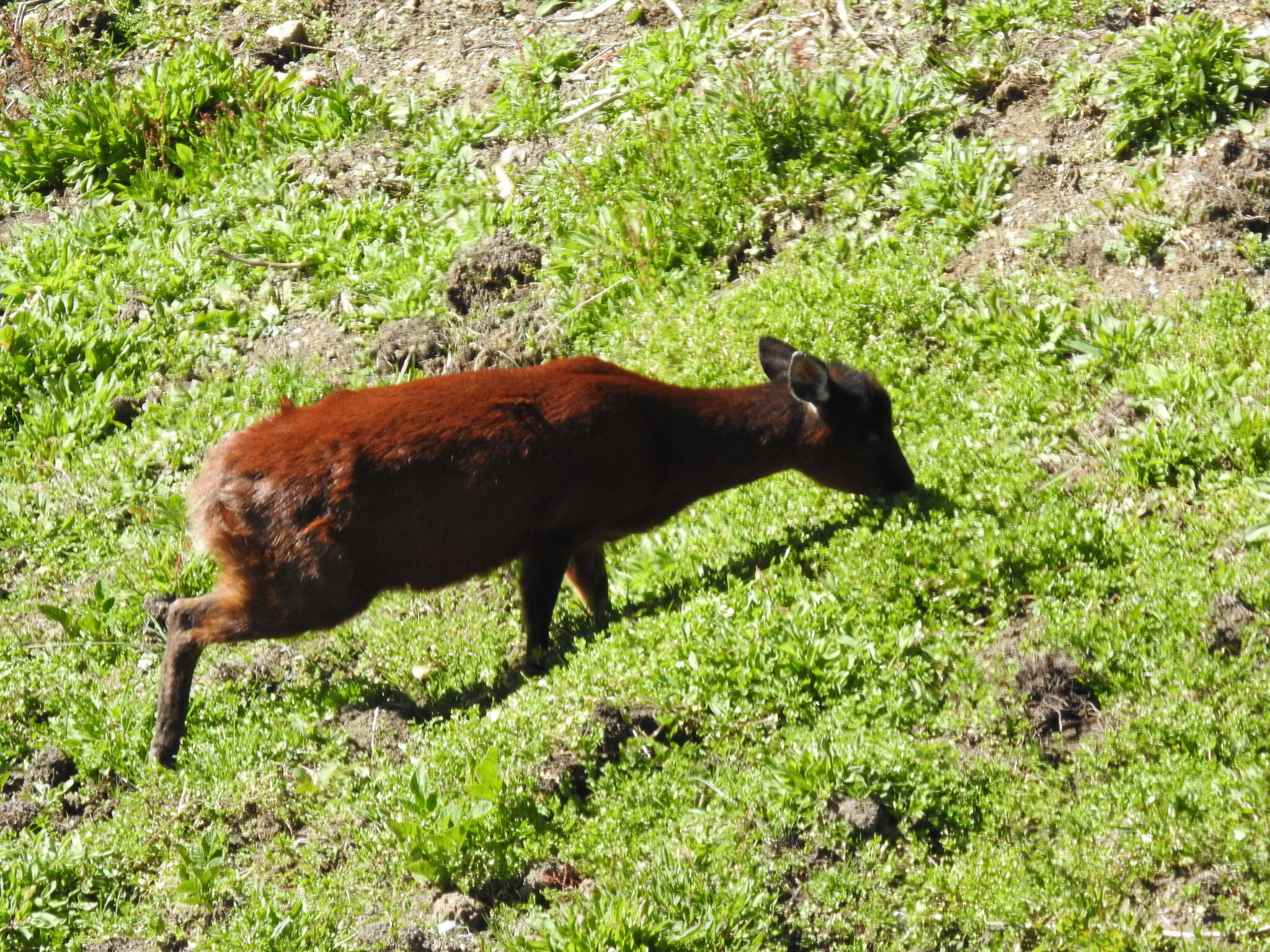 Image of Dwarf Red Brocket