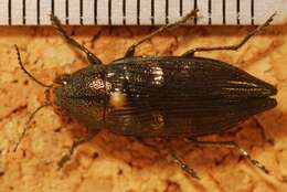 Image of Ventrally-spotted Buprestid