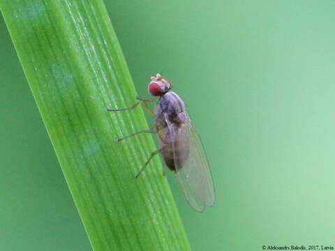 Image of Pomace fly