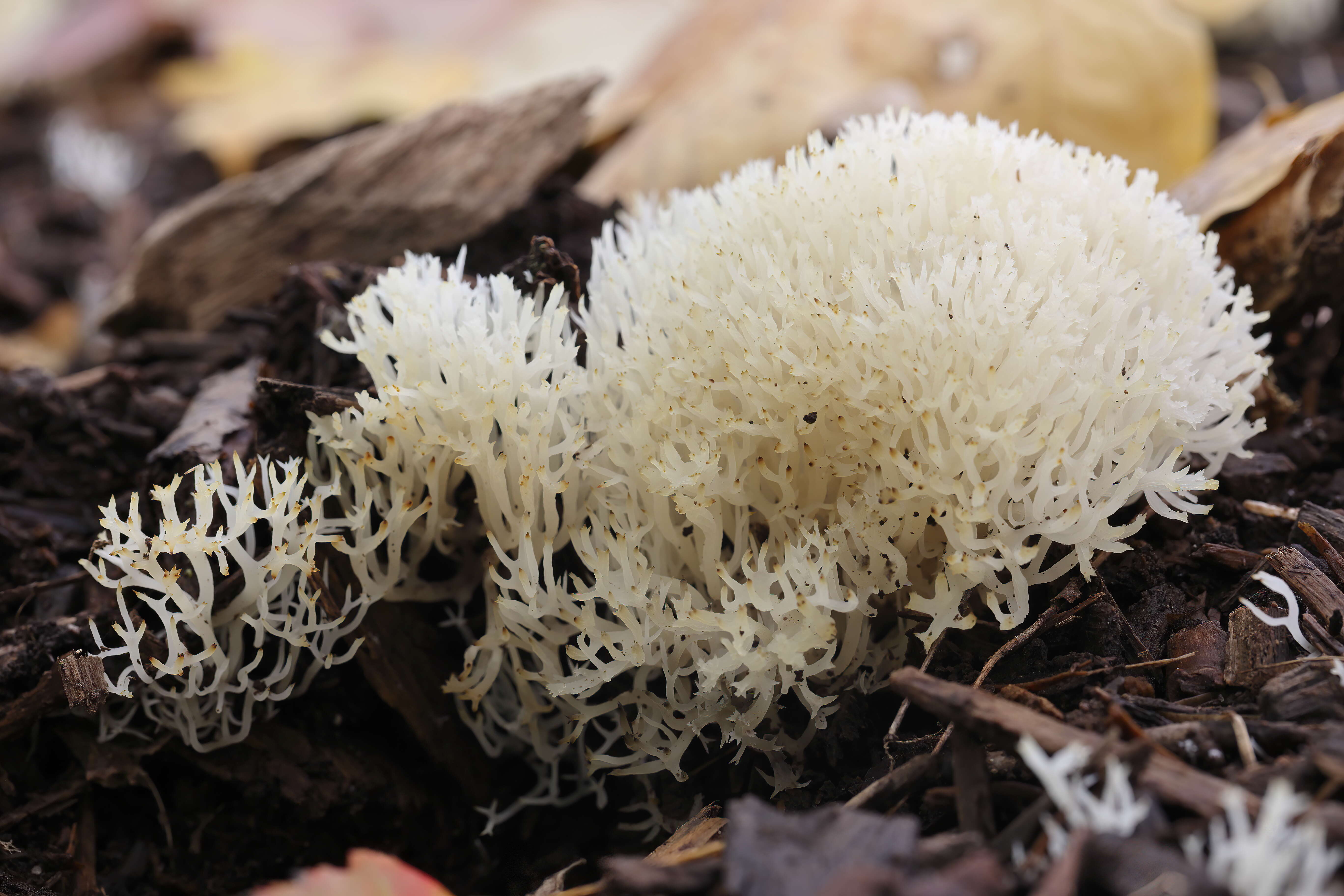 Ramariopsis kunzei (Fr.) Corner 1950 resmi