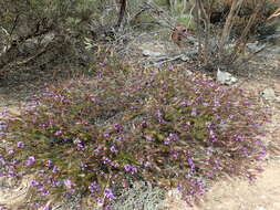 صورة Eremophila densifolia F. Muell.