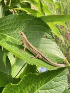 Image of Japanese Grass Lizard