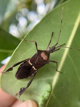 Leptoglossus concolor (Walker & F. 1871)的圖片