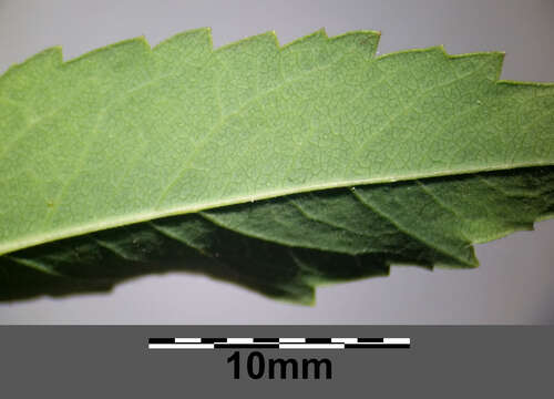 Image of willowleaf meadowsweet