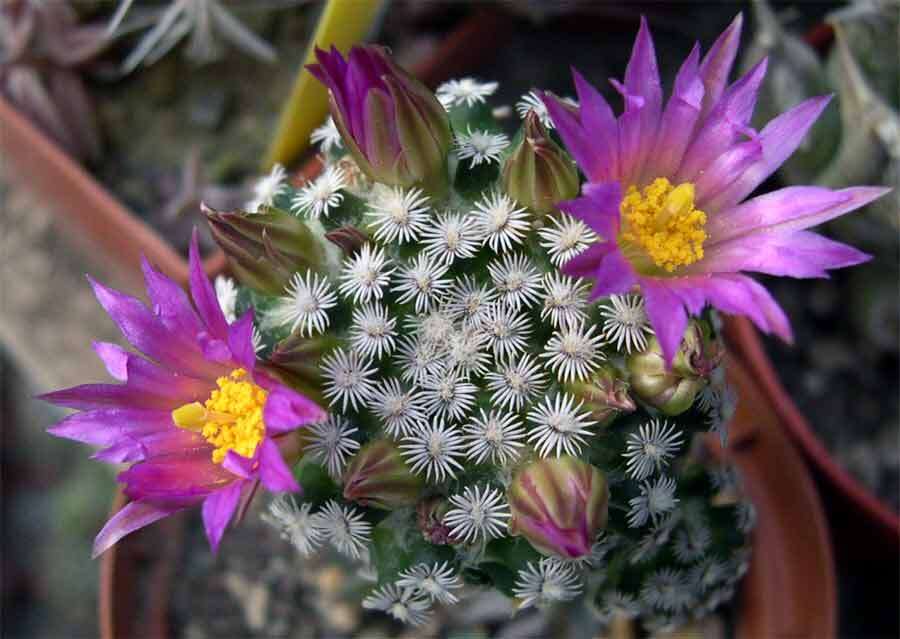 Image of Mammillaria hernandezii Glass & R. A. Foster