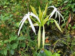 Слика од Crinum viviparum (Lam.) R. Ansari & V. J. Nair