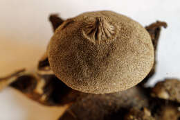 Image of Geastrum campestre Morgan 1887