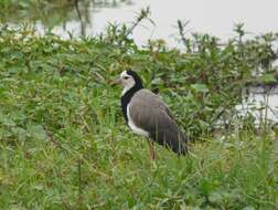 Image of Long-toed Lapwing