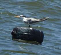 Image of Lesser Crested Tern