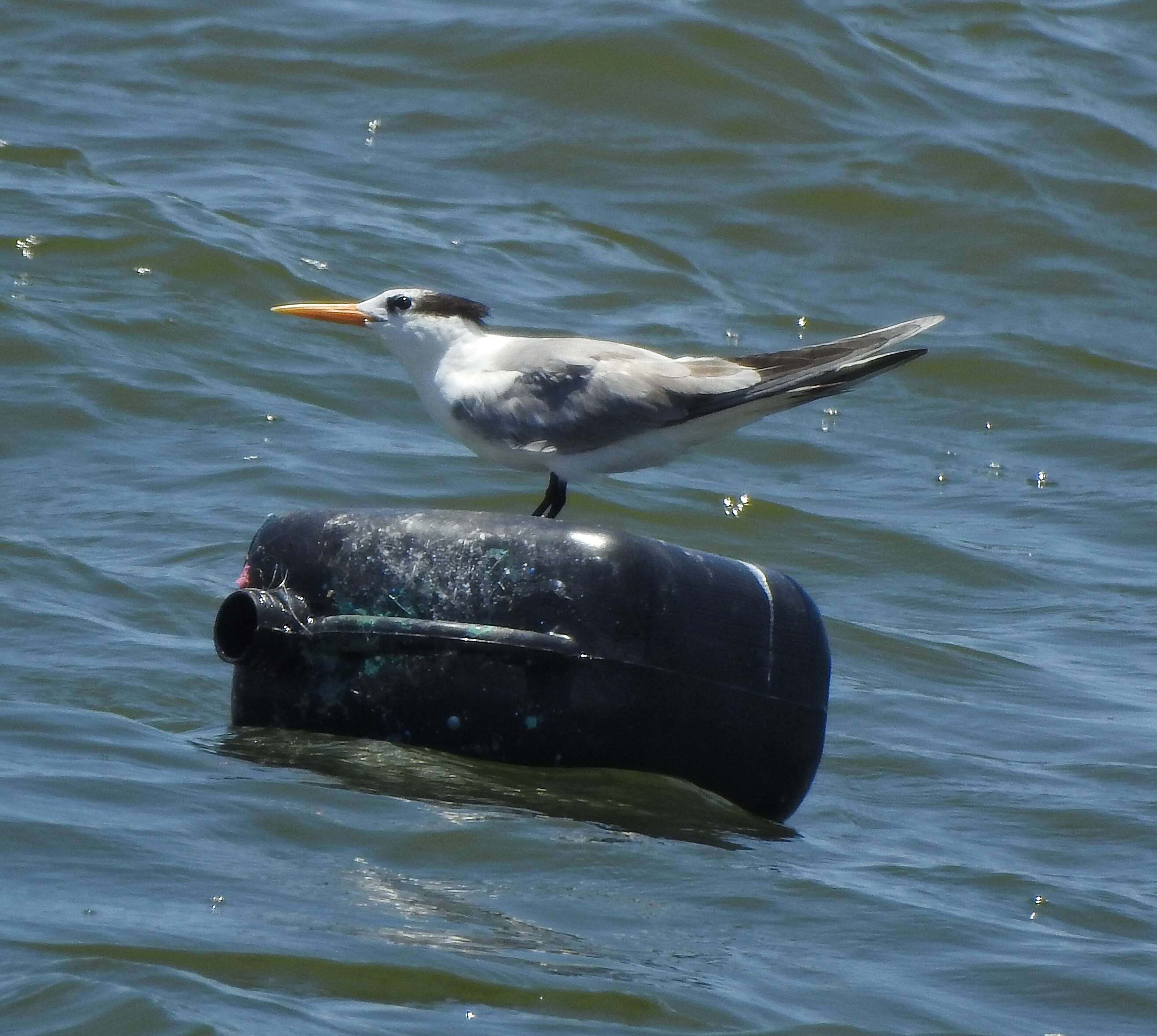 Image of Lesser Crested Tern