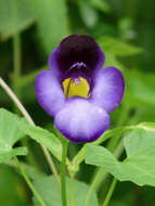 Image of Torenia travancorica Gamble