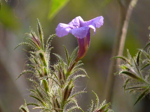 Strobilanthes integrifolius (Dalz.) Kuntze resmi