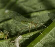 Image of Common sycamore aphid