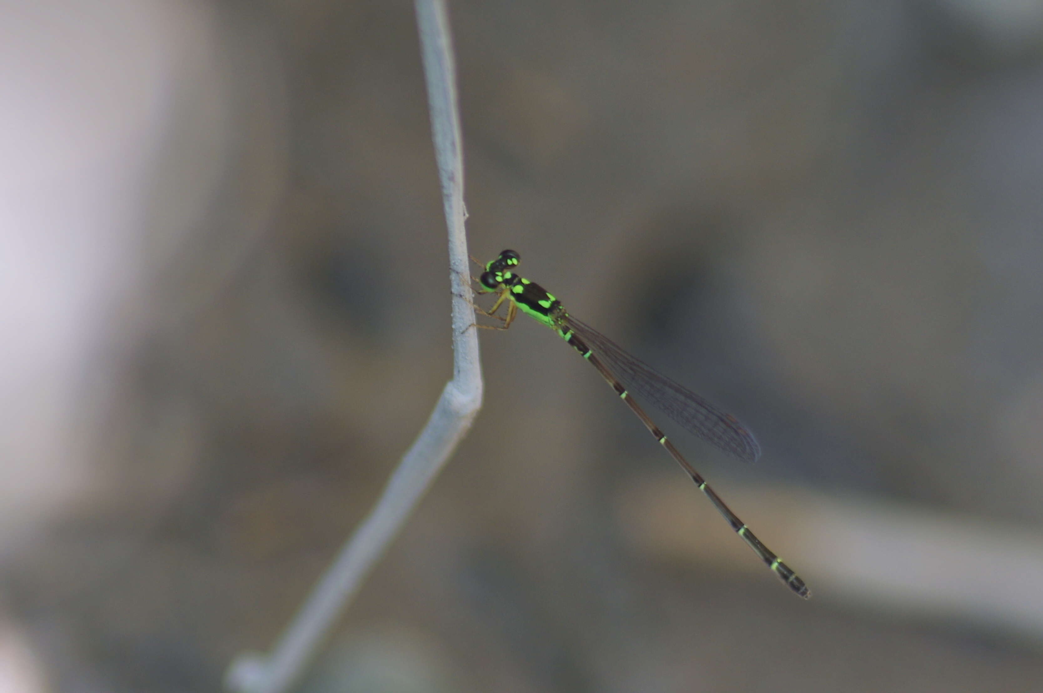 Image of Four-spot Midget