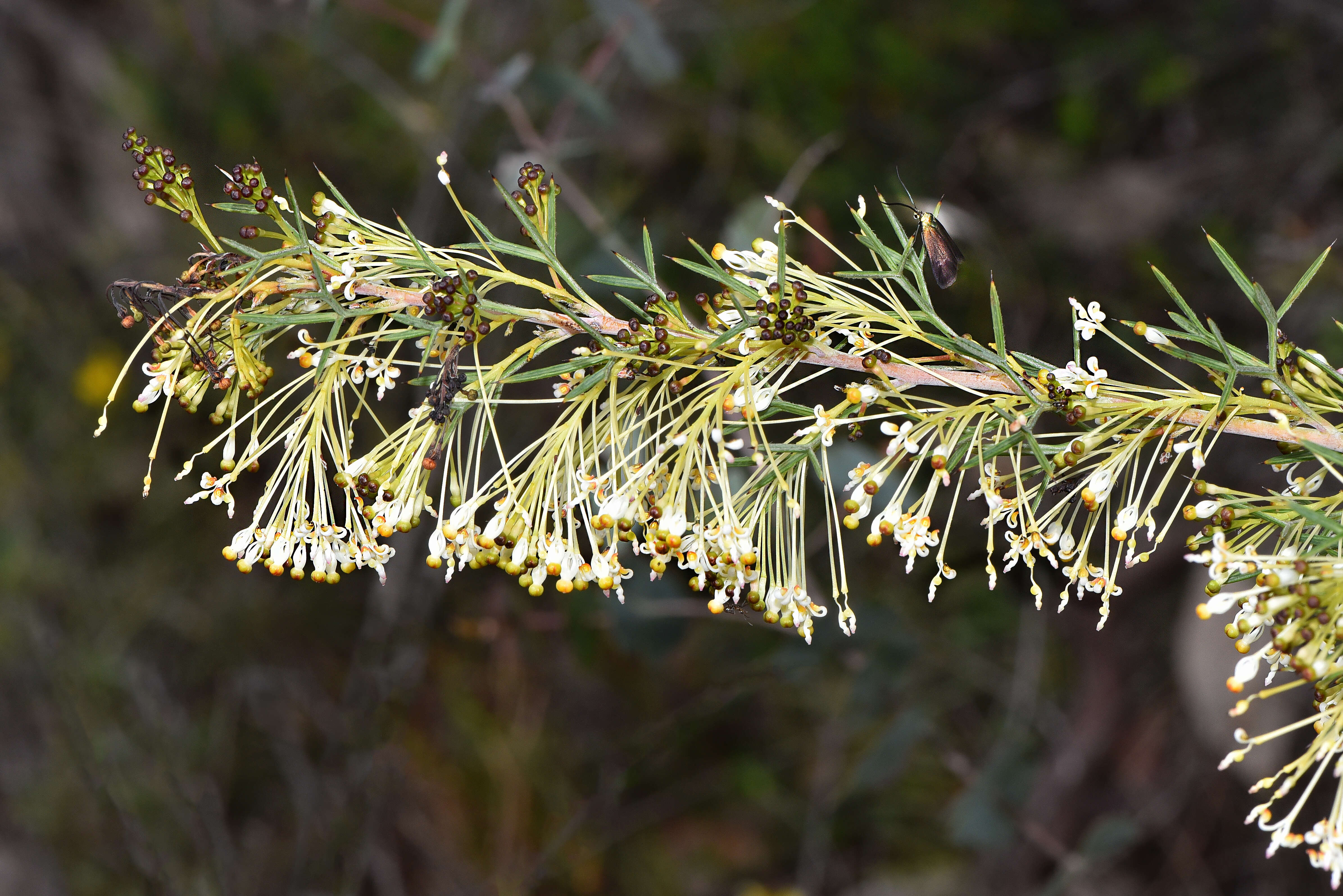 Image of Grevillea hortiorum