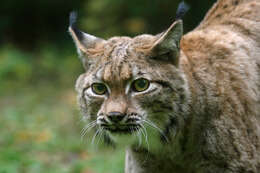 Lynx lynx carpathicus的圖片