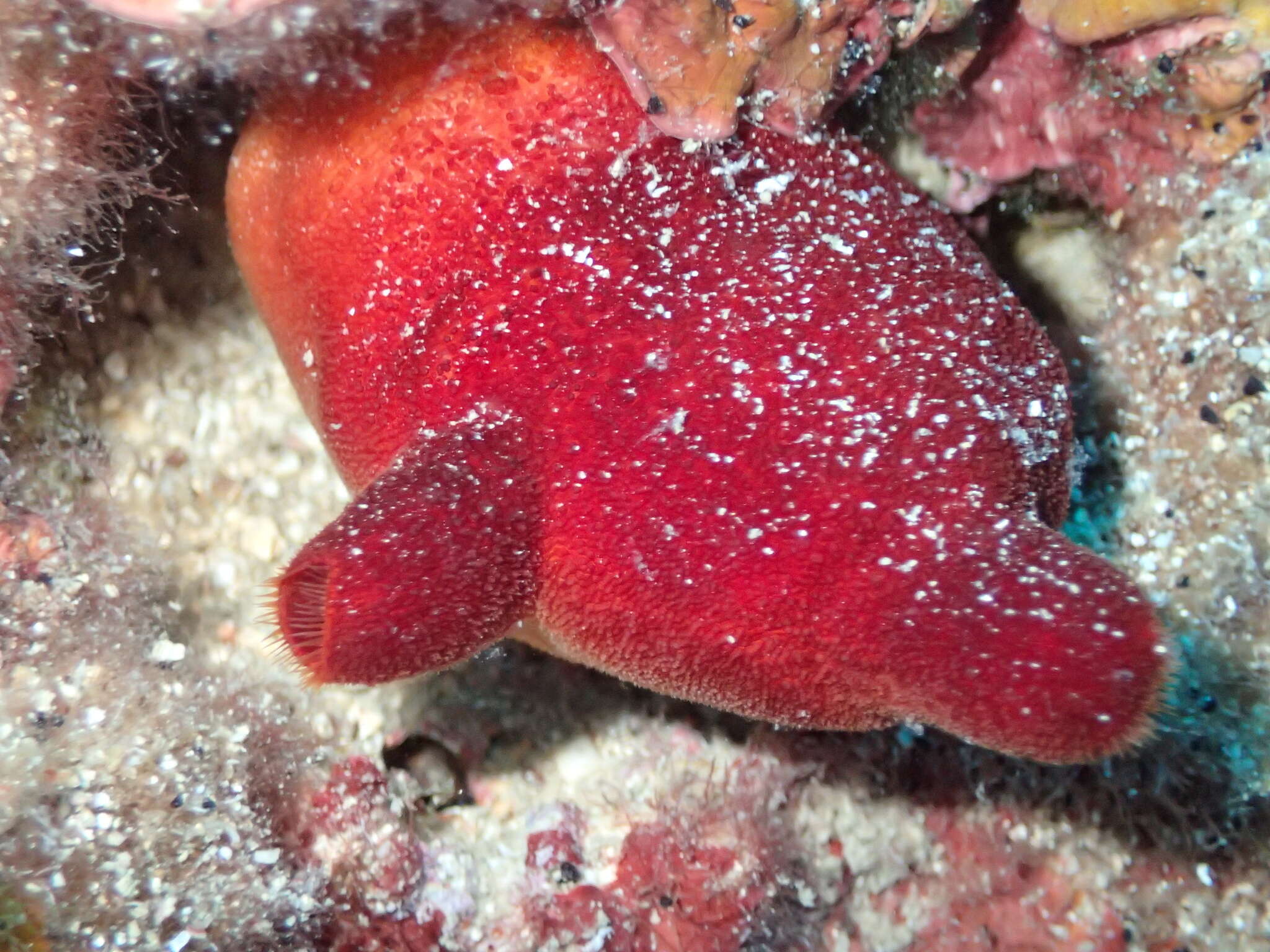 Image of red sea-squirt