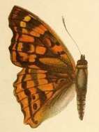Image de Apatura laverna Leech 1892