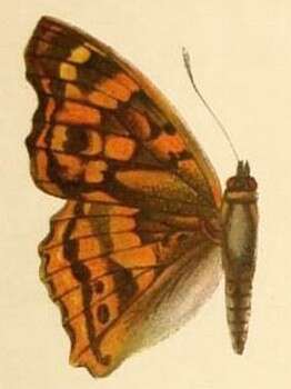 Image de Apatura laverna Leech 1892
