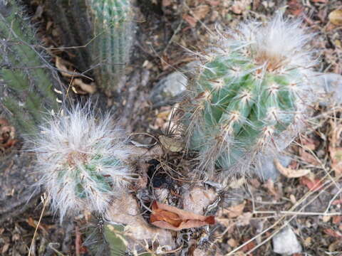 Pilosocereus quadricentralis (E. Y. Dawson) Backeb. resmi