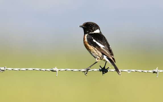 Image of African Stonechat