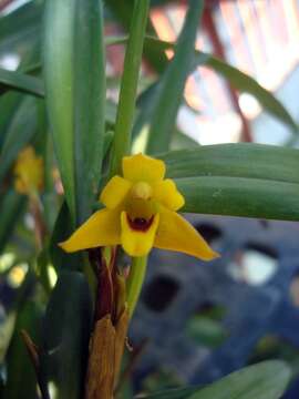 Image of Maxillaria variabilis Bateman ex Lindl.