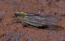 Image of Delphacid planthopper