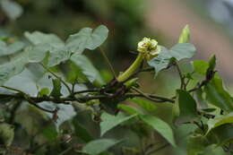 Image of Moonflower or moon vine