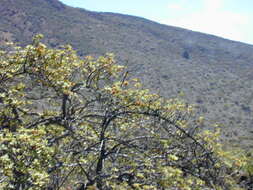 Image of alpine mirrorplant