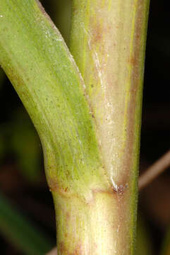 Image of Marsh American-Aster