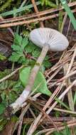 Plancia ëd Clitocybe fragrans (With.) P. Kumm. 1871