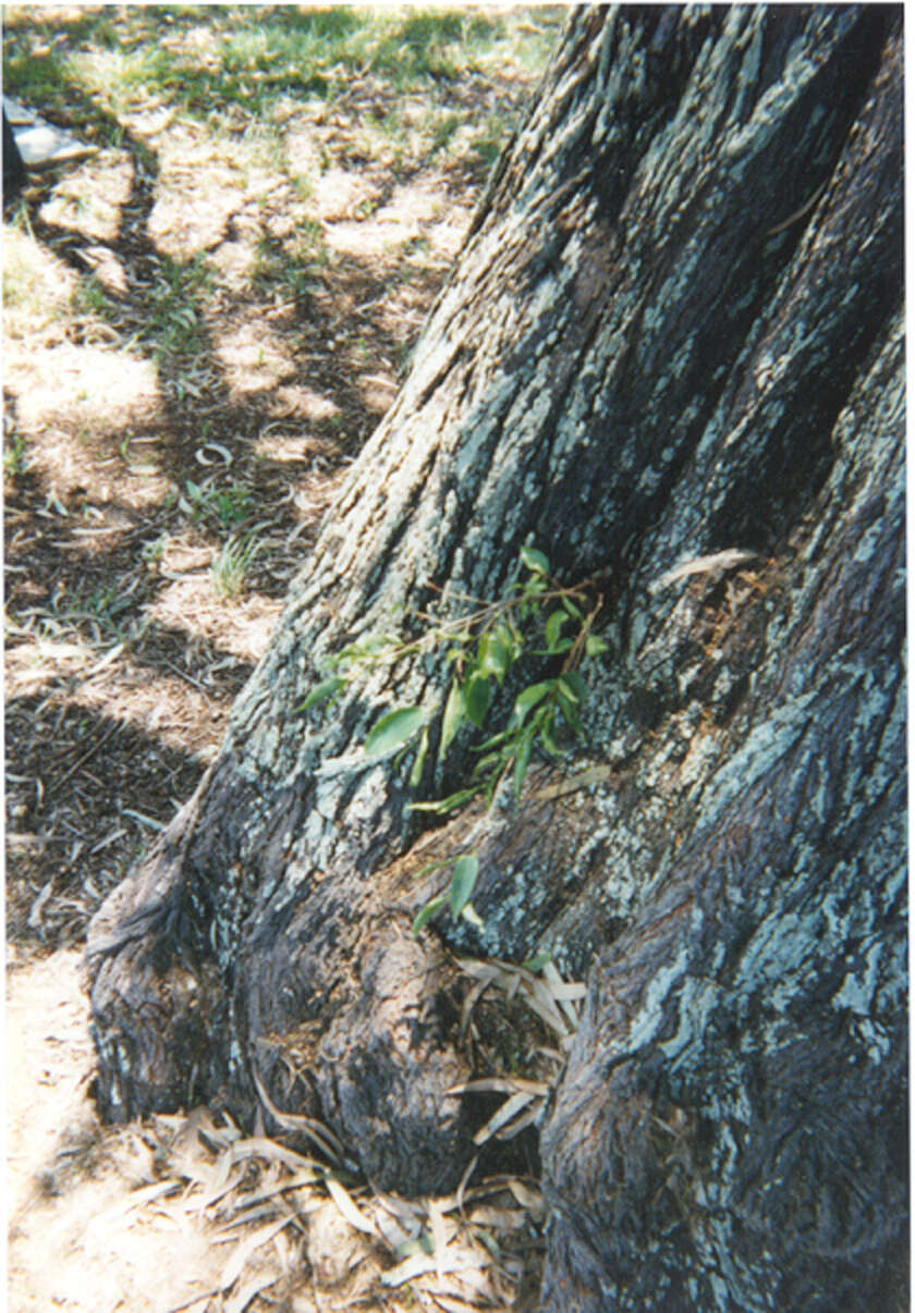 Acacia aulacocarpa A. Cunn. ex Benth. resmi