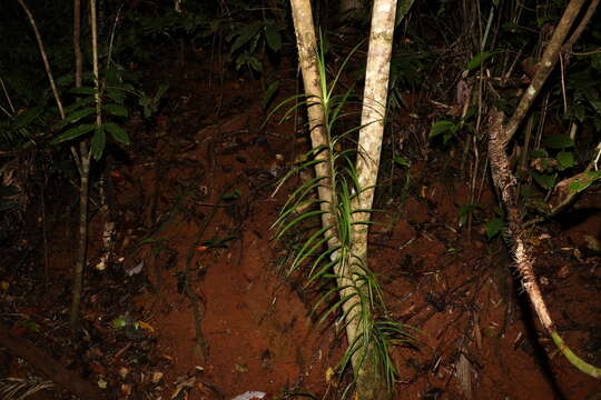 Image of Freycinetia excelsa F. Muell.