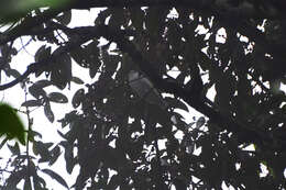 Image of Black-tipped Cotinga