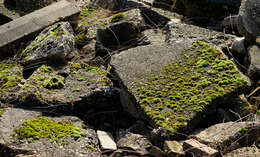 Image of pulvinate dry rock moss