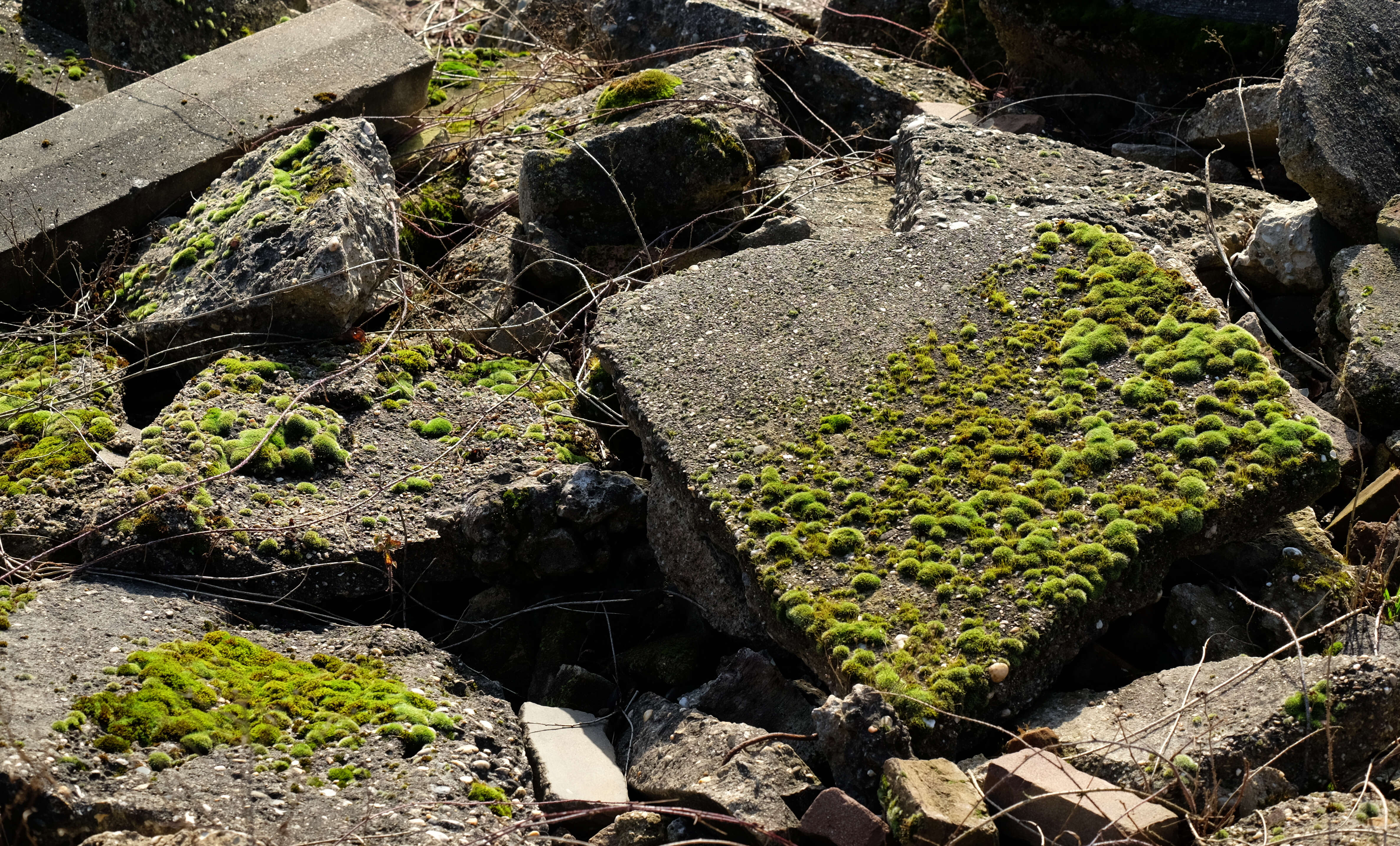 Image of pulvinate dry rock moss