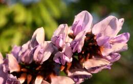 Image de Millettia grandis (E. Mey.) Skeels