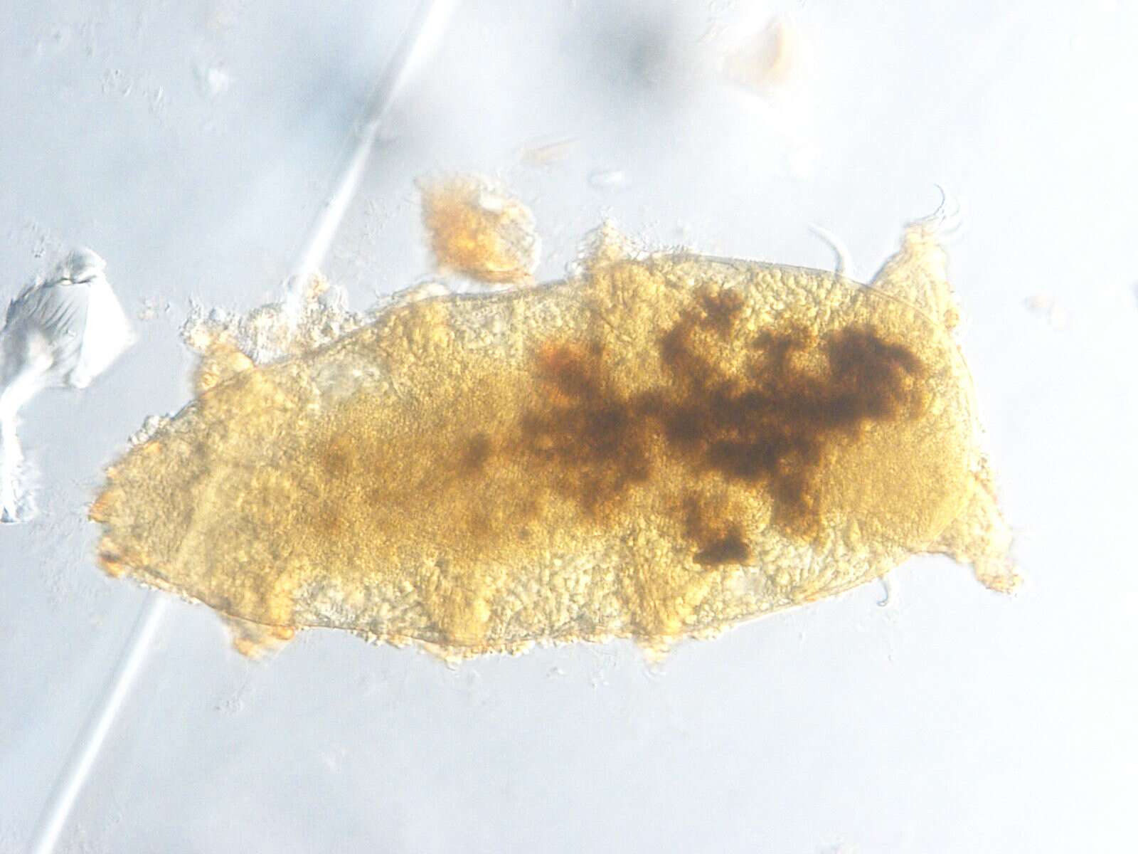 Image of Echiniscoidea