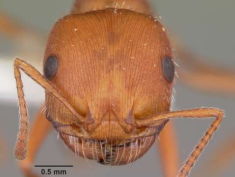 Image of Pogonomyrmex comanche Wheeler 1902