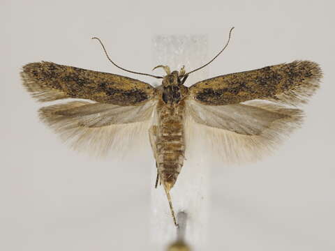 صورة Bryotropha desertella Douglas 1850