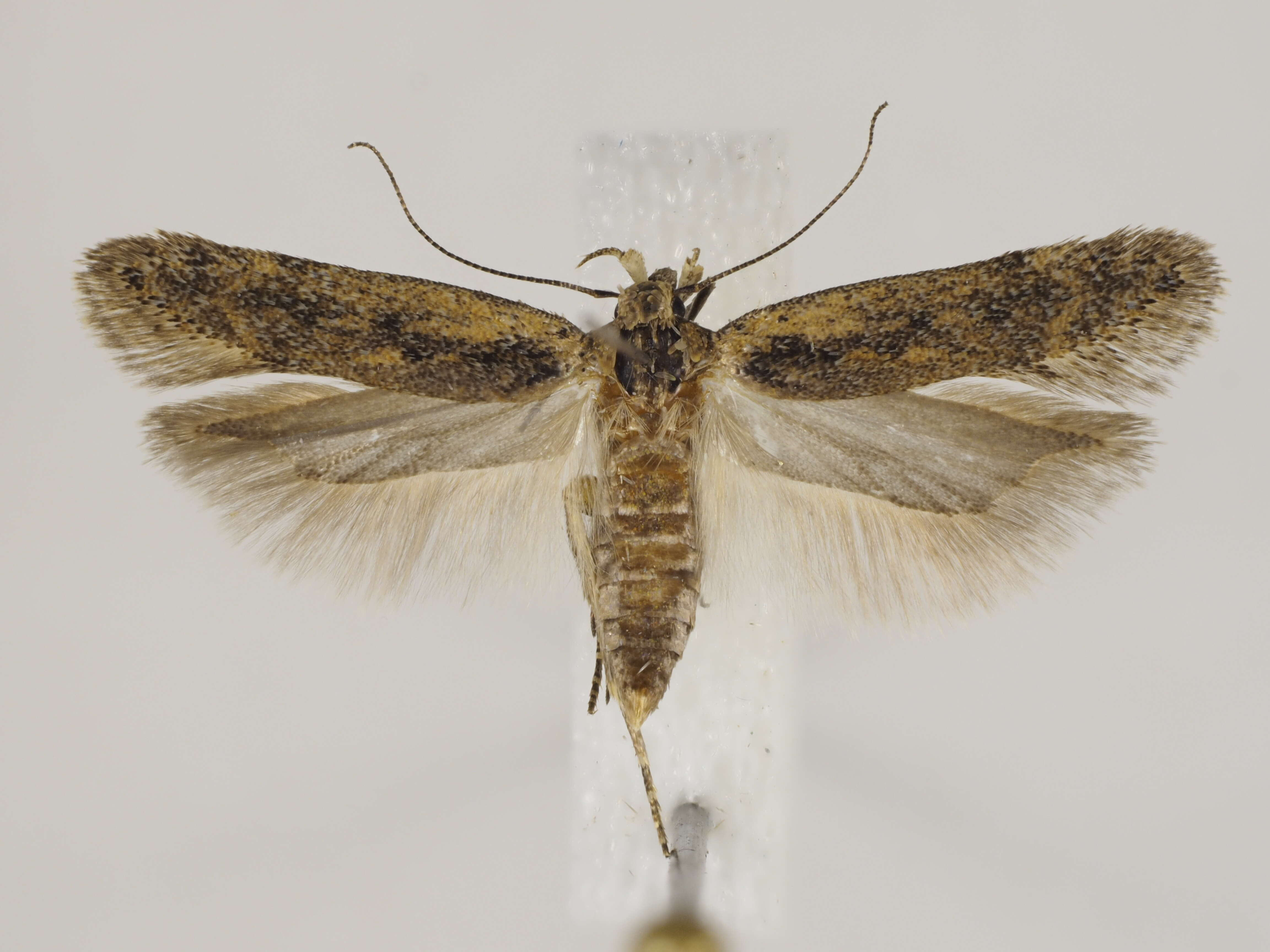 Image de Bryotropha desertella Douglas 1850