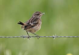 Image of African Stonechat