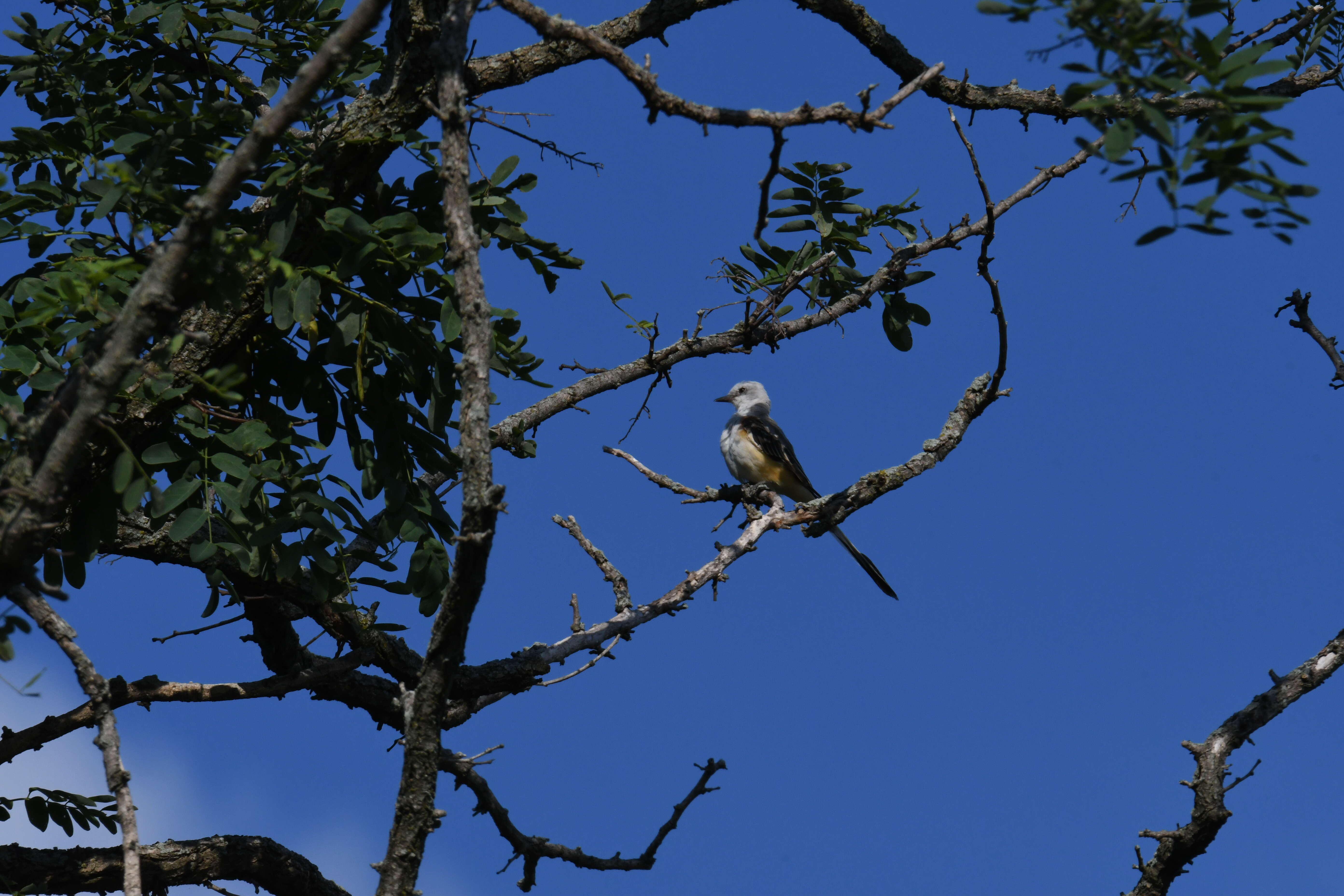 Image of Scissor-tailed Flycatcher