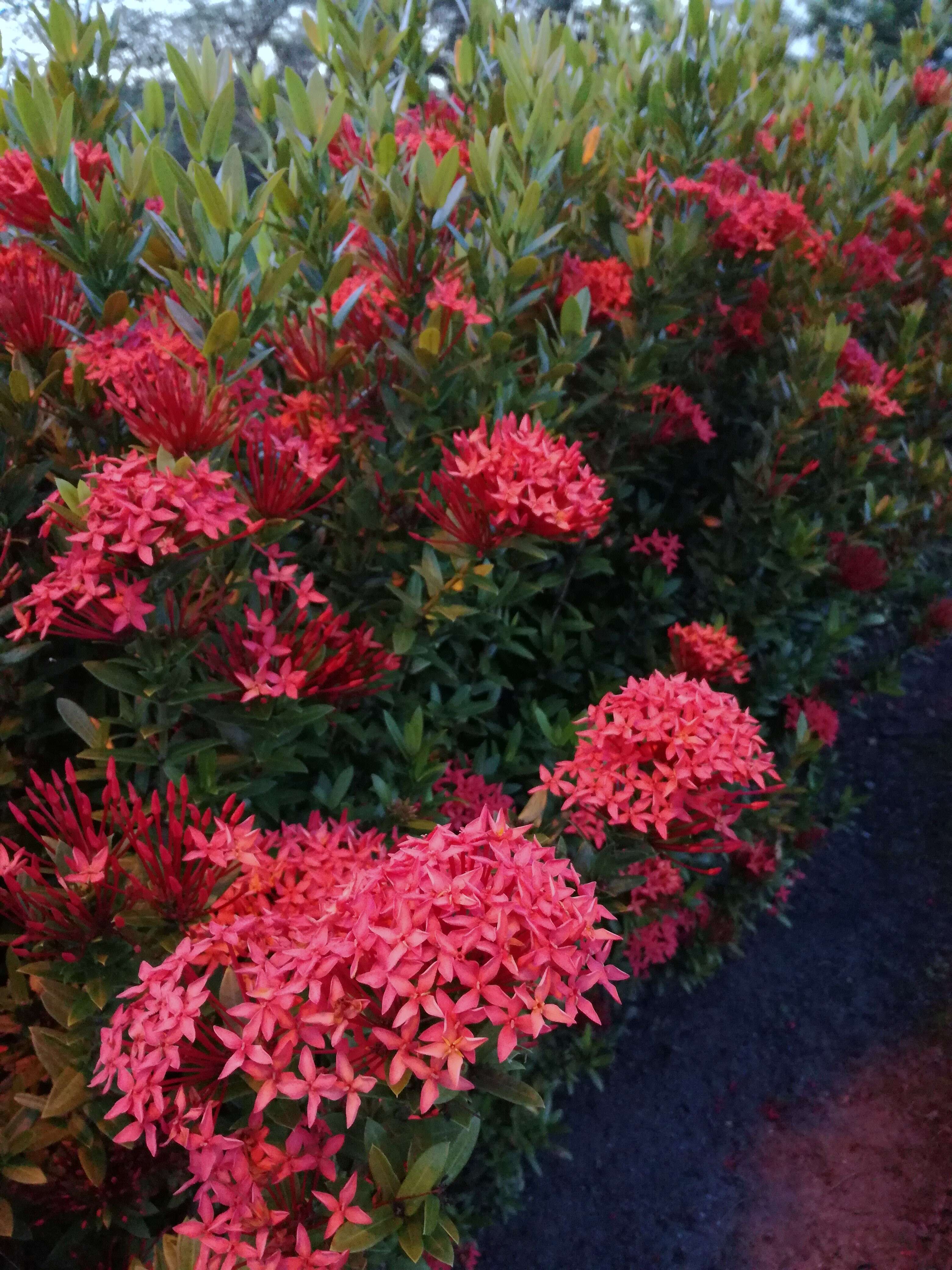 Image of Ixora chinensis Lam.