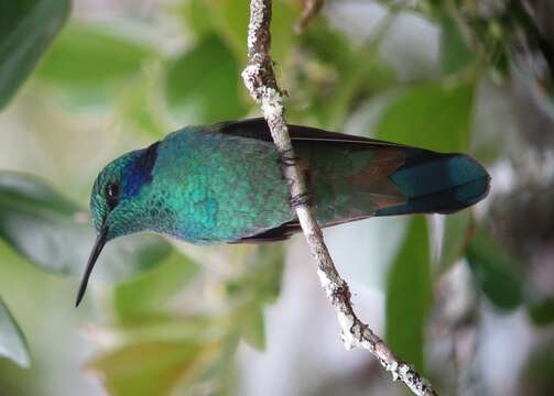 Image of Lesser Violetear