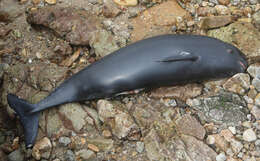 Image of Finless Porpoise